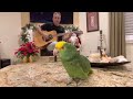 Grandma got run over by a Reindeer/Jingle Bells with Tico the Rockstar Parrot on vocals. 🎤🦜