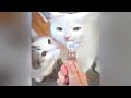 Hilarious Pet Reactions That Will Make You LOL 😆 Funny Cats Videos 😻😻