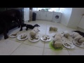 Labrador Puppies weaning for the first time