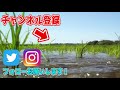 I ate a weird-a** looking eel at the pond【ENG SUB】