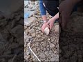 Yeniçağa gölü sazan avı