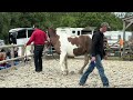 Horse is terrified of being sprayed with water!!