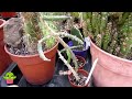 Moving Opuntia 'Prickly Pear Cacti' from my Grow Room into the Polytunnel for Summer #cactus #cacti