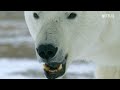 Arctic Showdown! Polar Bear VS Wolves 🐻‍❄️🍖 Our Living World | Netflix After School
