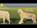 Big Cat size comparison  | Tiger VS Lion #animals