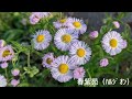 ４月の花と青空: April flowers and the blue sky