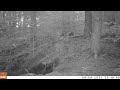 Badgers coming out - Dassen uit de kast, Den Treek