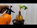 CARA MEMGATASI HAMA ATAU JAMUR PADA BONSAI KELAPA