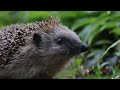 Hedgehog