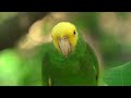 Amazing Colors of Nature in 4K HDR 60fps - Tropical Animals and Relaxing Music