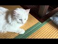 愛猫にお手!!と言ったら予想外の展開に…