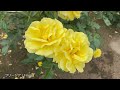 【4K】伊奈バラ園（埼玉県）2023年5月19日 Ina Rose Garden 町制施行記念公園