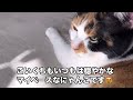 【保護猫】ミニハーフ。食欲戻って良かったね💕︎食事量が減っていた猫😱