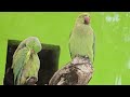 #RiyadhZoo#Parrots#saudilife#beautifulparrots