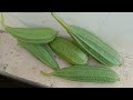 Ridge gourds harvest