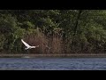 Swan chases goose