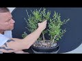 Siberian Elm Bonsai Forest (5 year progress)