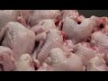 How Quail Farm Make Million Eggs and Meat - Inside Modern Quail Farm - Quail Meat Processing