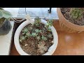 bir balkon turu yapalım kayıplarım var üzgünüm😥🌱🌵#succulent #kontrol #youtube #beniöneçıkart