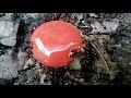 Small Black Ants Eating Red Candy In 2017