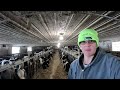 Feeding Heifers In The Old Dairy Barn