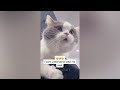 Funniest Cats And Dogs Videos 2024😹You Laugh You Lose 🐶