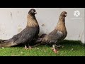 jambo size modian, z black pompouter  etc fancy pigeon