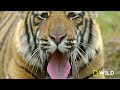 Tigress Defends Cubs Against Predators (Full Episode) | Clash of the Tigers