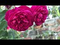 How to grow roses from rose calyx│Rosa