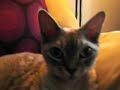 My playful Devon Rex cats