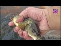 Fishing for ornamental fish in ponds, koi fish, catfish, betta fish, goldfish, turtles, ducks.pa