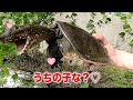 I CAUGHT and DEVOURED a KOI FISH【ENG SUB】