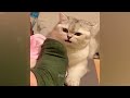 IMPOSSIBLE TRY NOT TO LAUGH 😹🐶 Best Funny Animal Videos 🐱