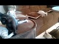 Gatinhos brincando