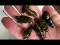 Amazing, when you set up a fish trap in a Japanese river, you find crayfish, fish, and frogs.