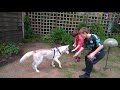 Wolf training