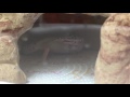 Leopard Gecko Shed