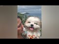 You Laugh You Lose😹Funniest Dogs and Cats 2024😻🐶