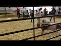 San Mateo County Fair: Running Pigs