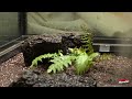 Moss Garden in the Middle of a House! Process of making Vivarium in Korea