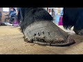 OVERGROWN DRAFT HORSE gets New Shoes
