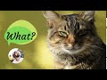 What? Short video clip designed with Canva