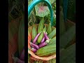 Ridge gourds and brinjal harvest