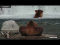 Riffles - Katmai National Park | Highlights 2023