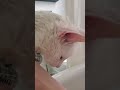 CAT LOVES BATH