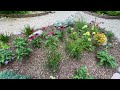 2 Week Update: See Our Drought Tolerant Perennials Thrive!