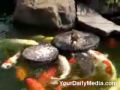 Amazing Duckling feedin fish