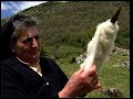 Wool in the Pyrenees. Sheep shearing, carding and craftsmanship of garments | Documentary film