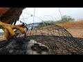 Trapping Wild Harris Hawks With A Bal-Chatri  trap