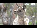 Kangaroo Australia's iconic animals 4K UHD